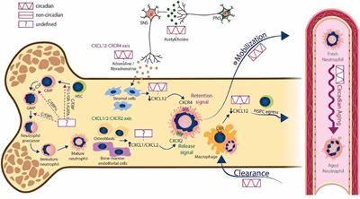 Circadian Features of Neutrophil Biology